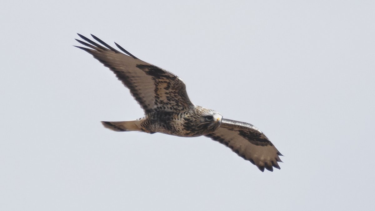 Rough-legged Hawk - ML646722473