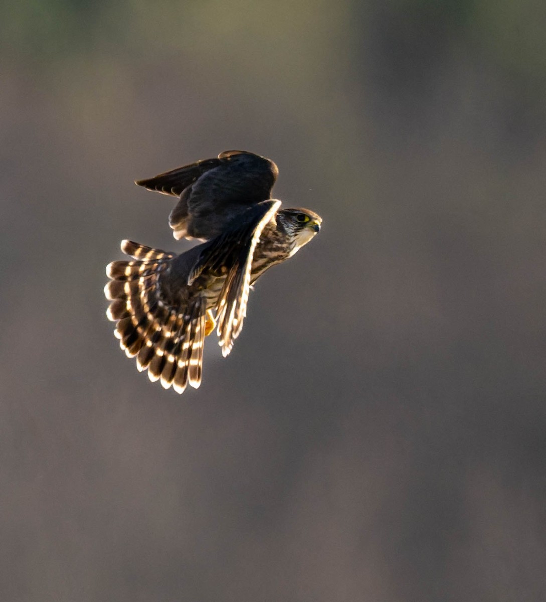 Дербник - ML646722478