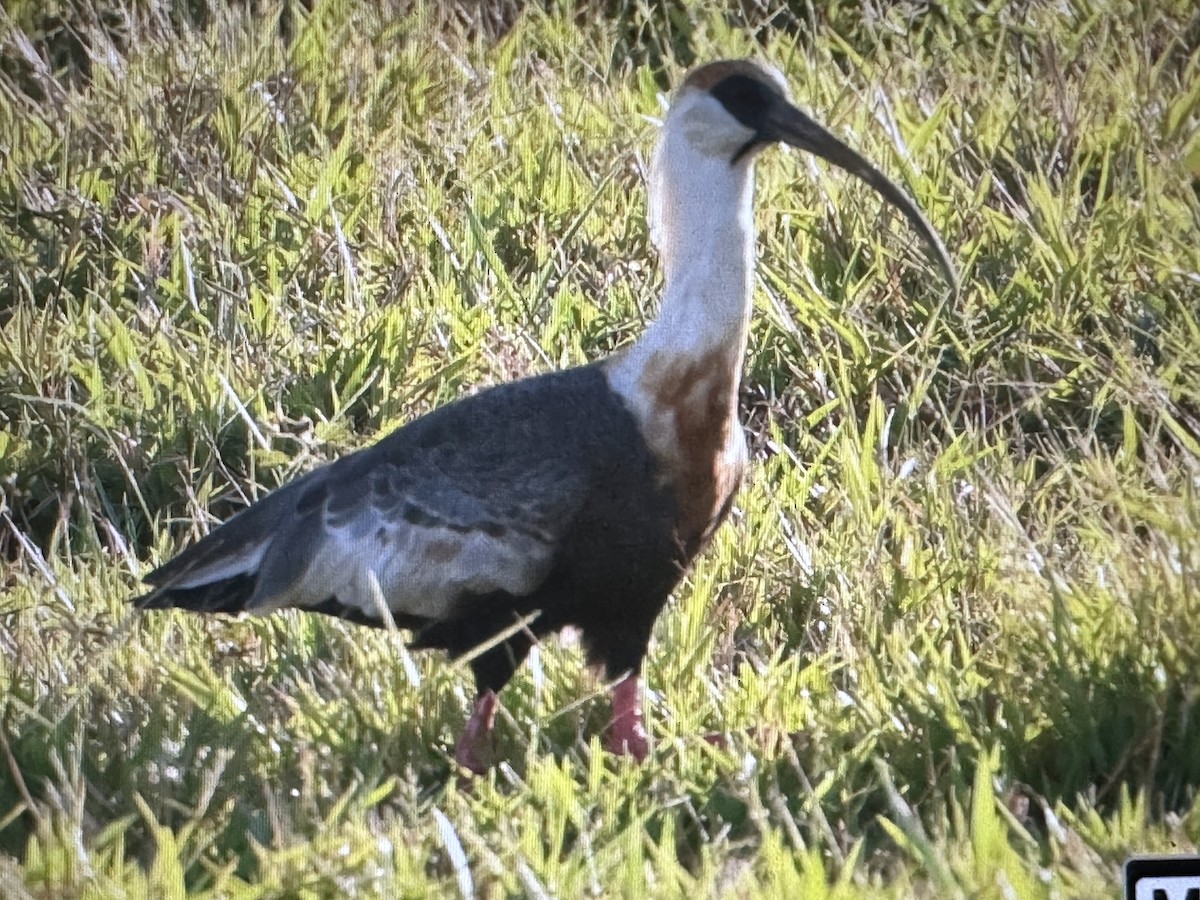 Ak Kanatlı Sarıca Aynak - ML646722481