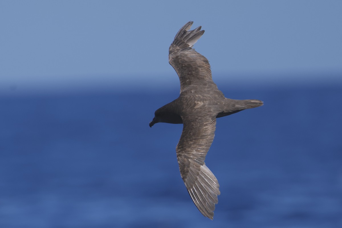 Great-winged Petrel - ML646722483