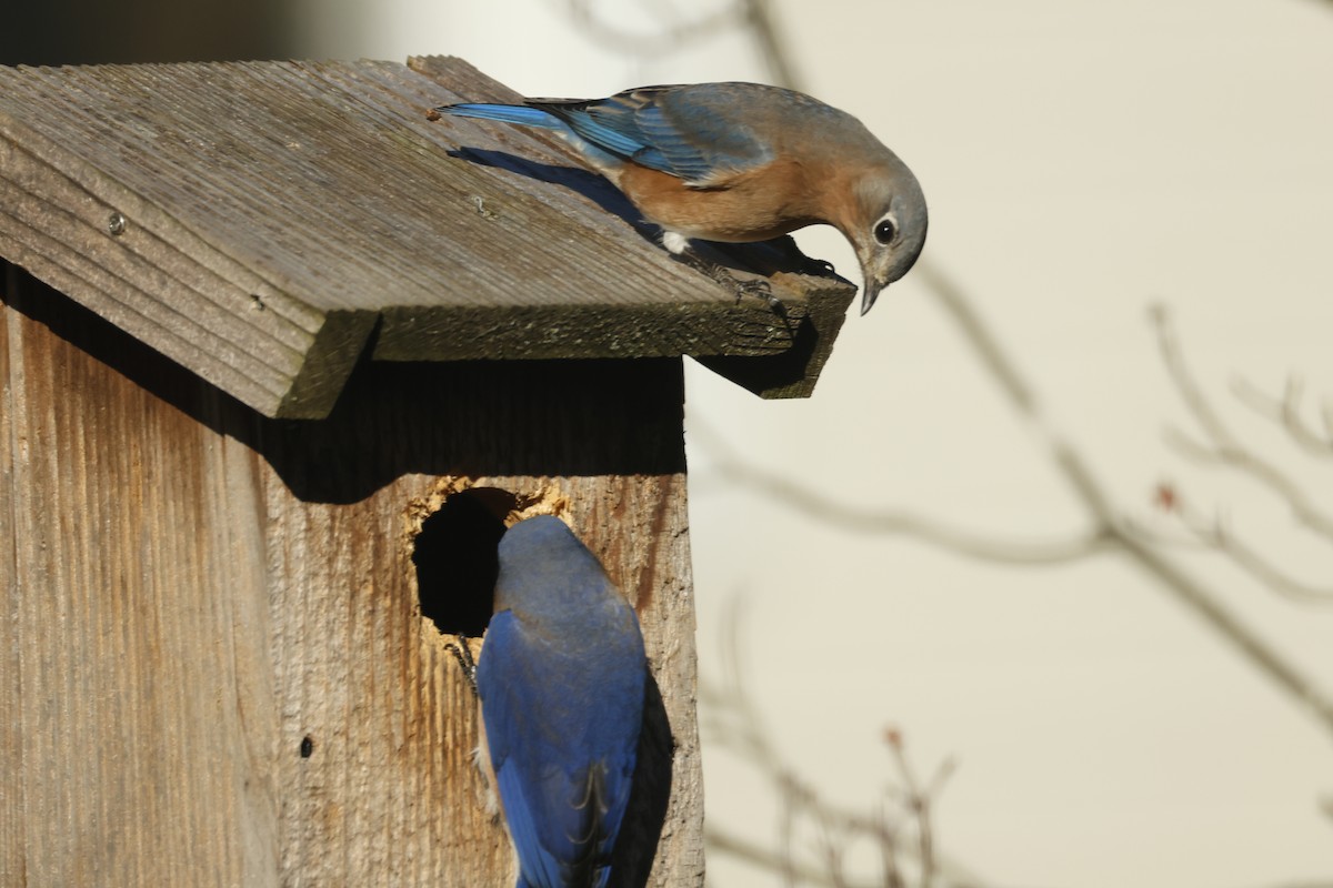 Rotkehl-Hüttensänger - ML646722484