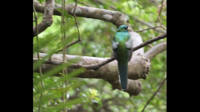 Narina Trogon - ML646722485