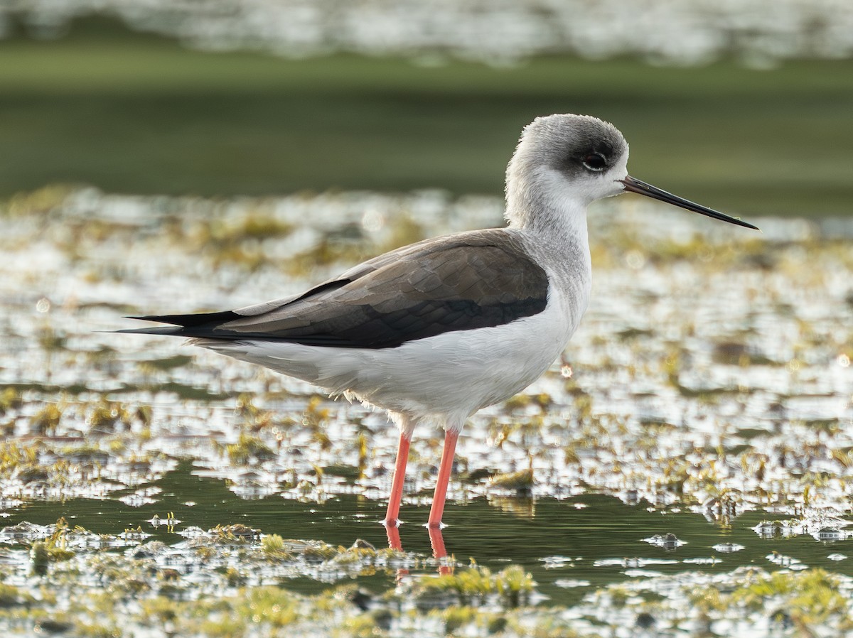 Zankaluze eurasiarra - ML646722486