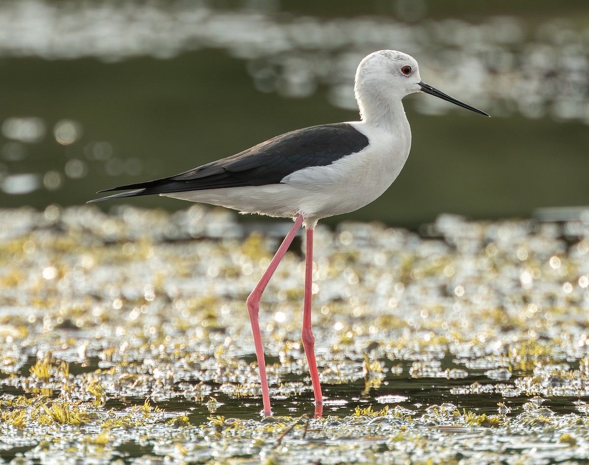 Zankaluze eurasiarra - ML646722487