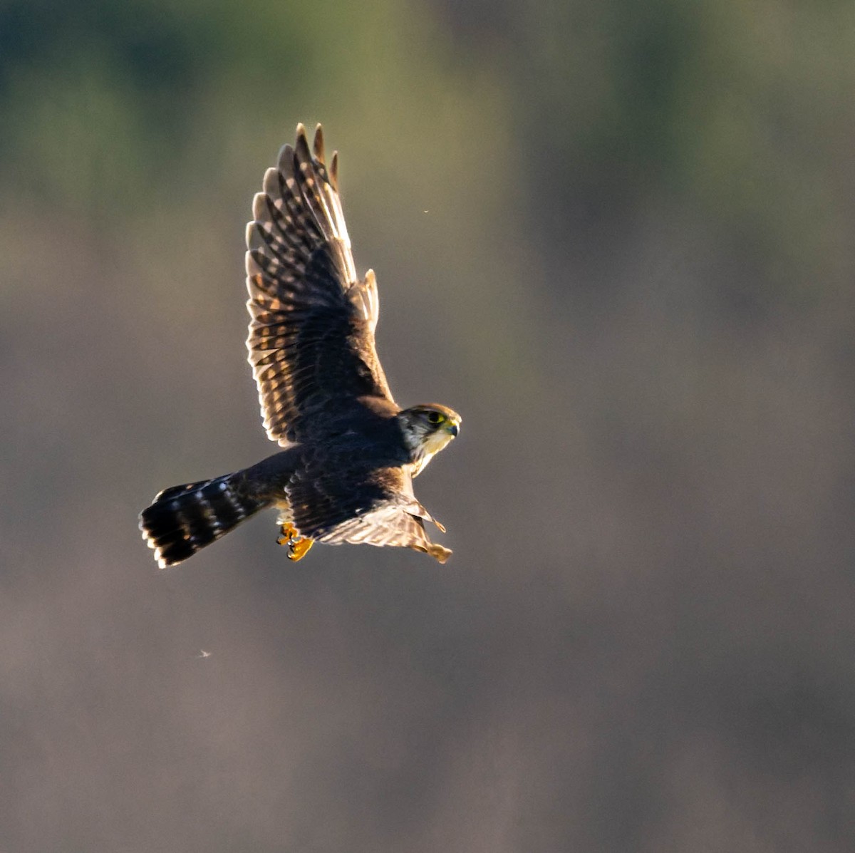 Дербник - ML646722488