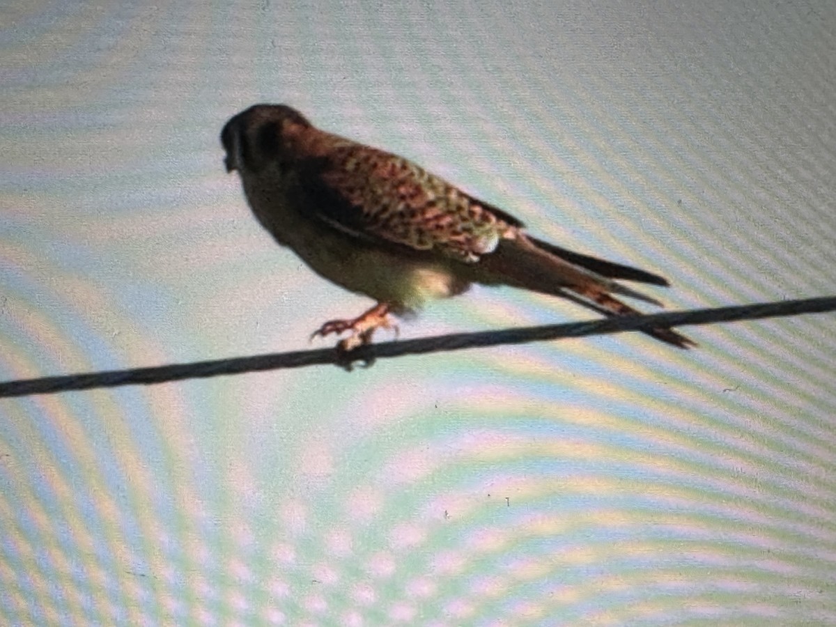 Ala Kerkenez - ML646722490