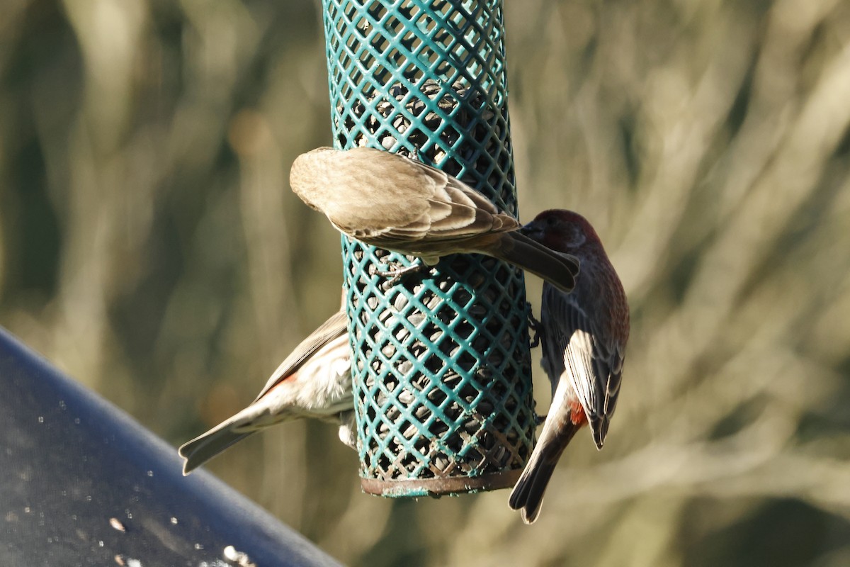 Hausgimpel - ML646722495