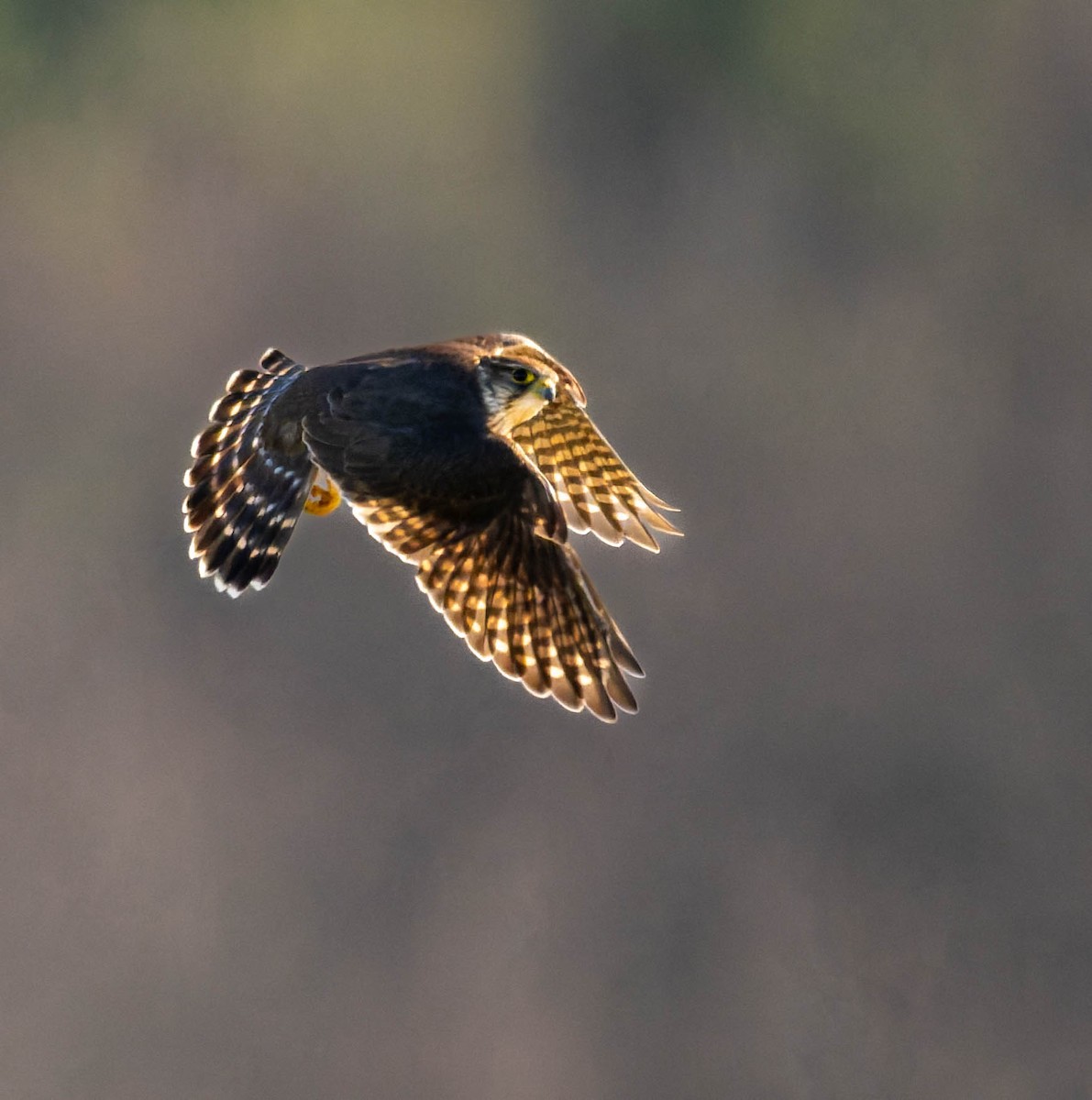 Дербник - ML646722500