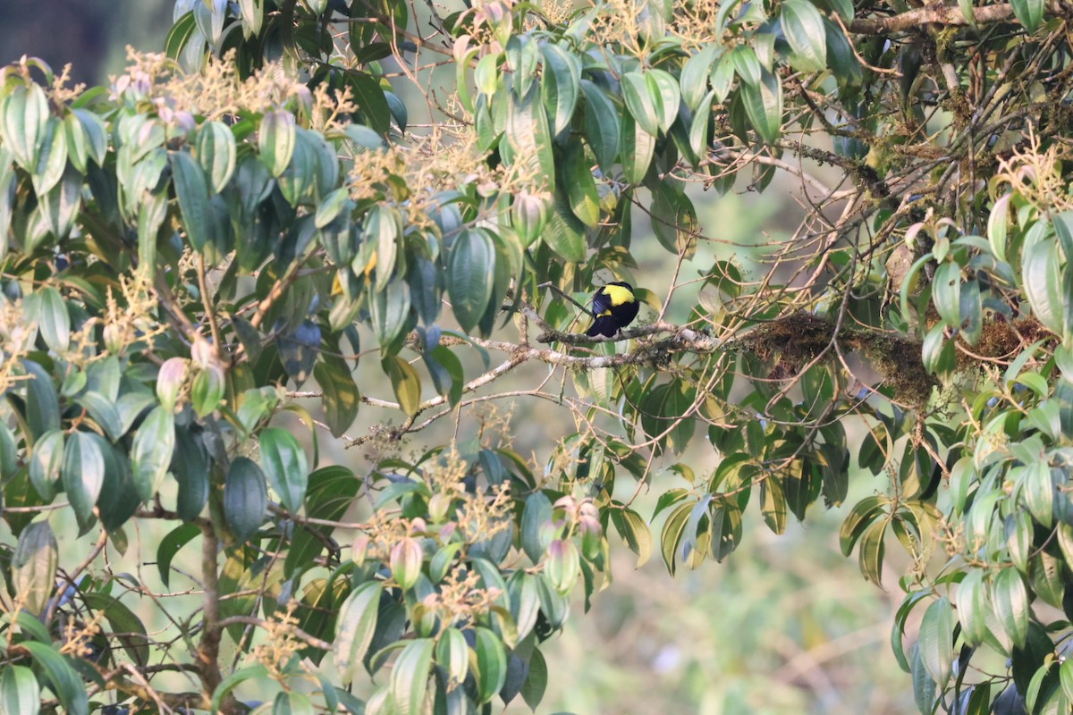 Flame-rumped Tanager - ML646722501