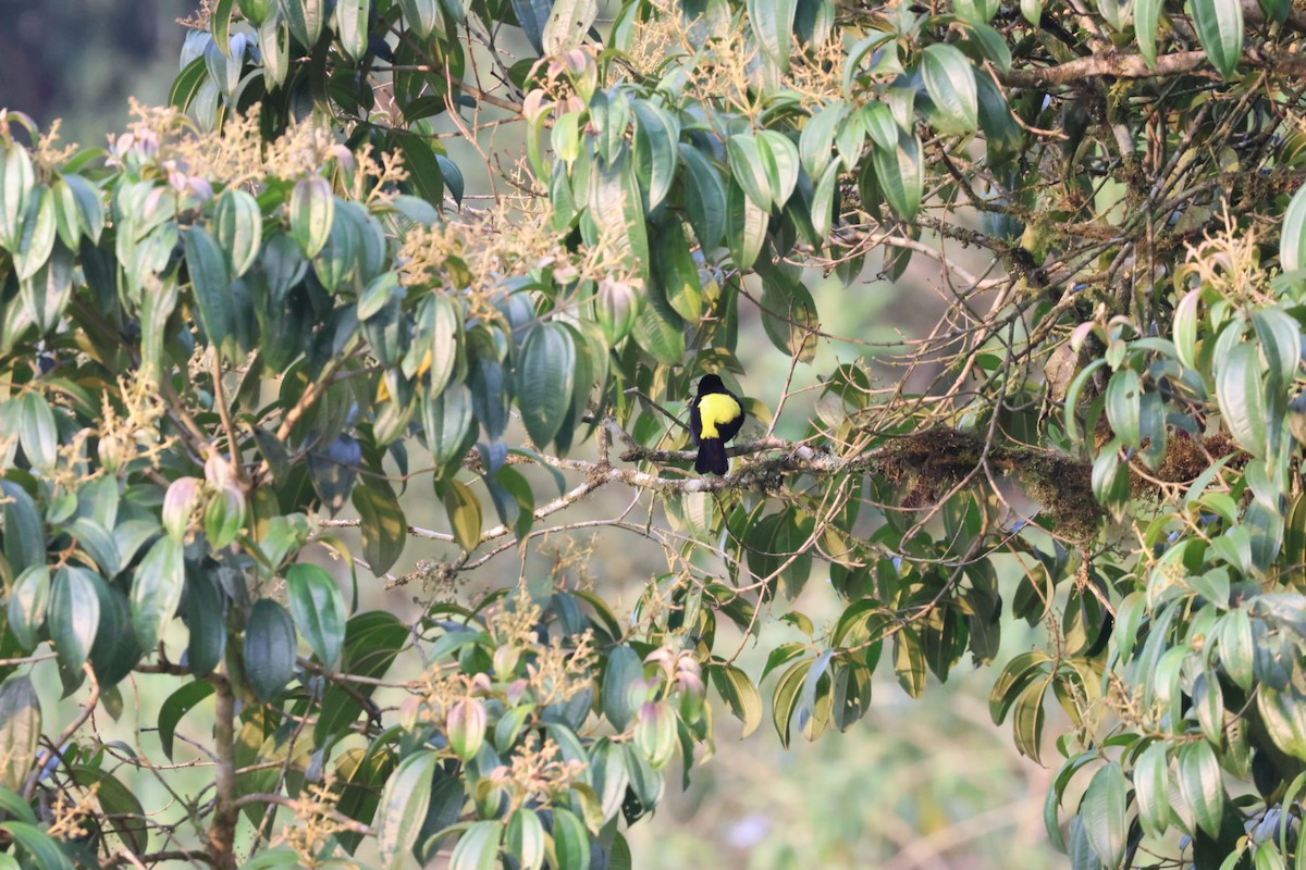 Flame-rumped Tanager - ML646722502