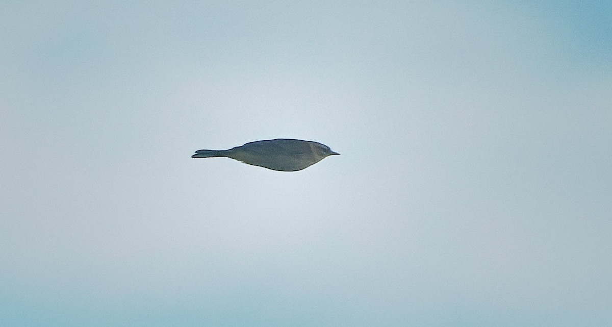 Palm Warbler - ML646722503