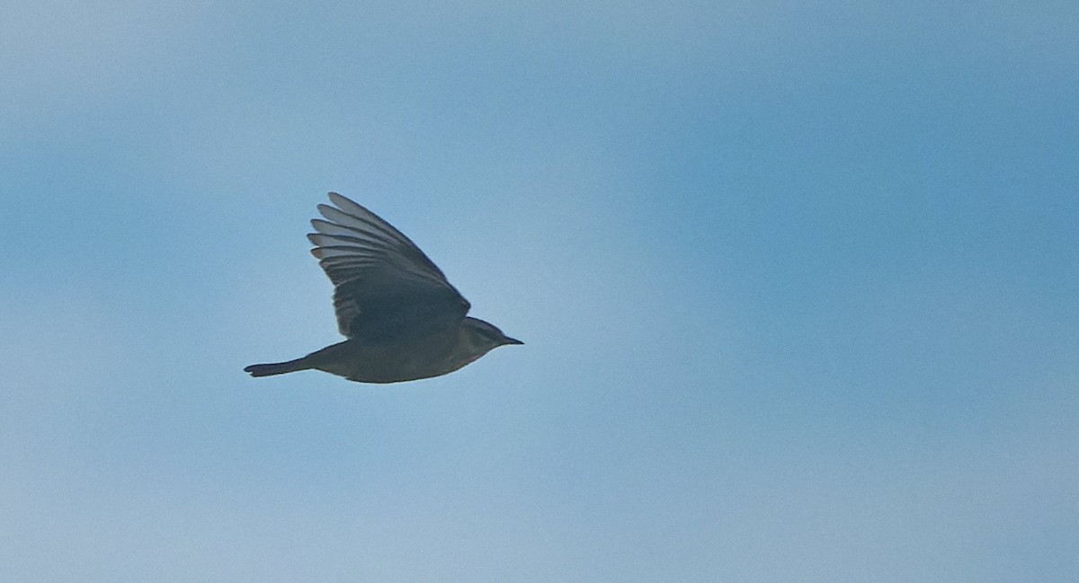 Palm Warbler - ML646722504