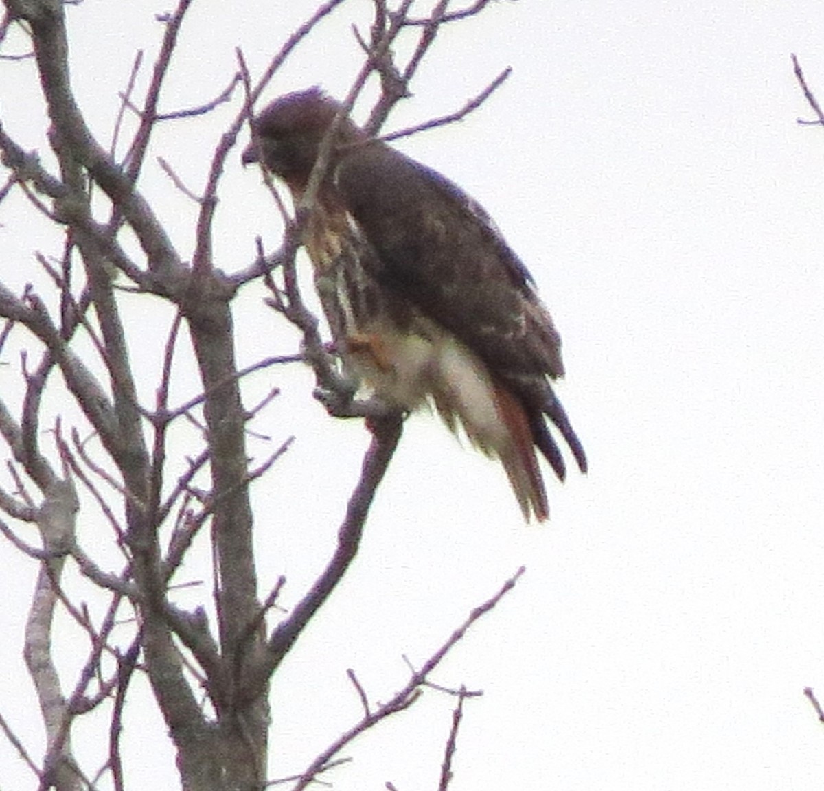 Red-tailed Hawk - ML646722505