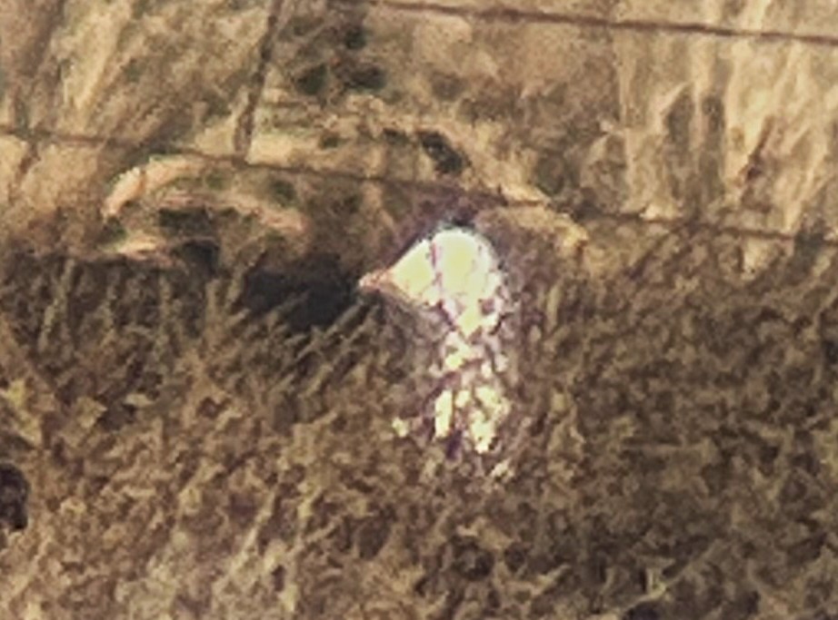 Snow Goose - ML646722506