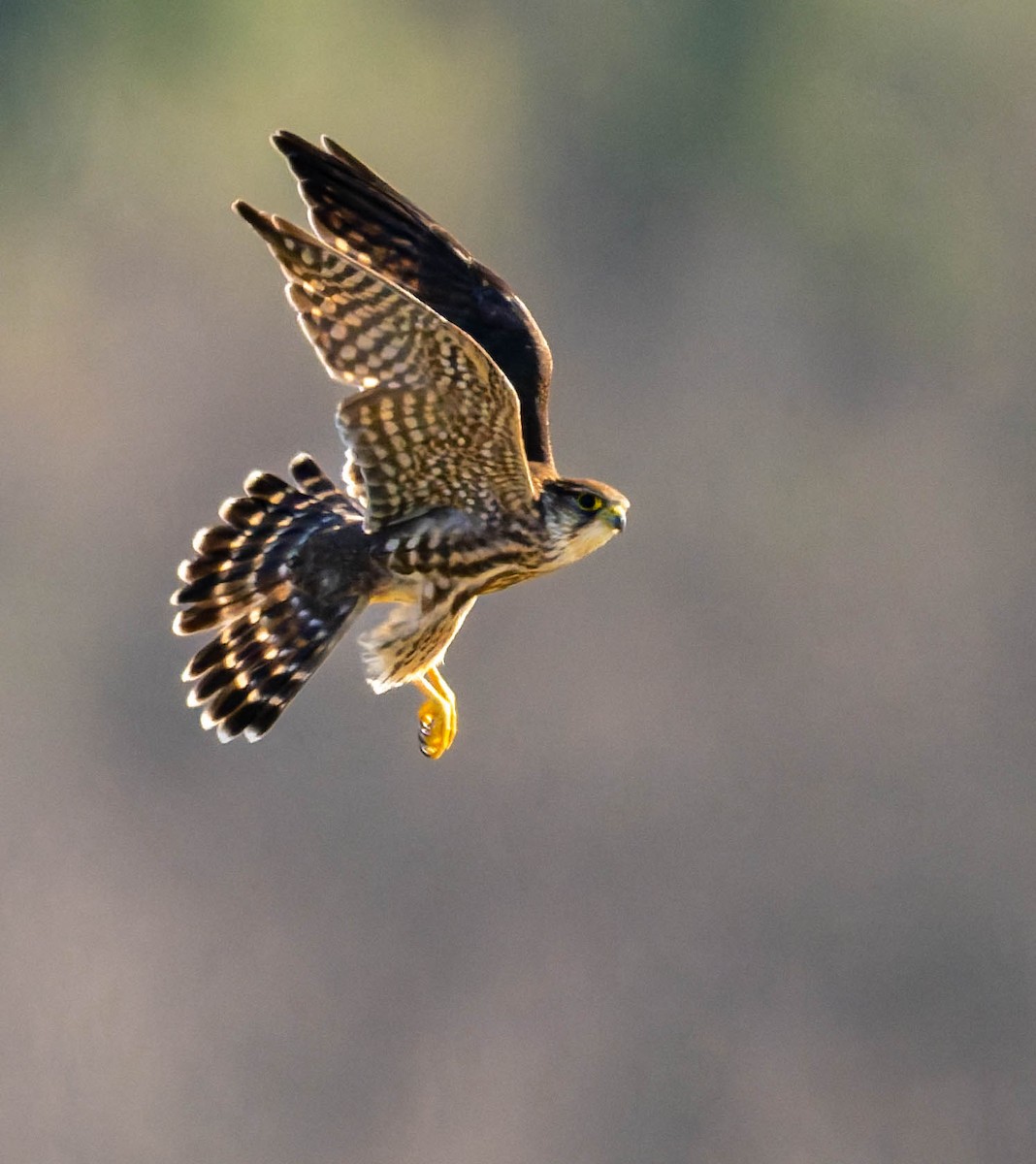 Дербник - ML646722507