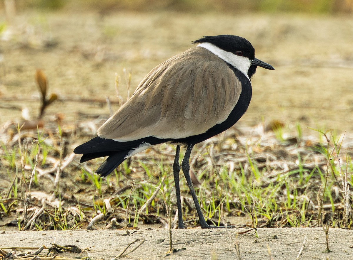 Spur-winged Lapwing - ML646722508