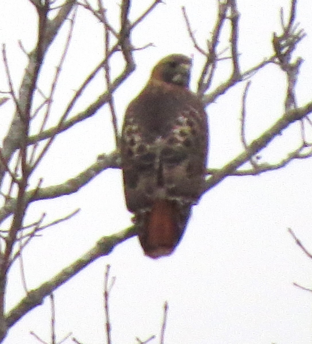 Red-tailed Hawk - ML646722510