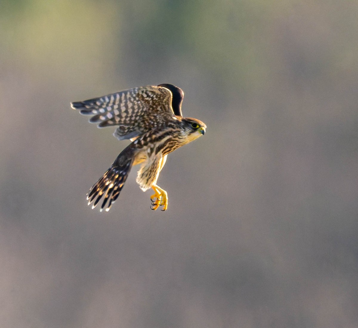 Дербник - ML646722511