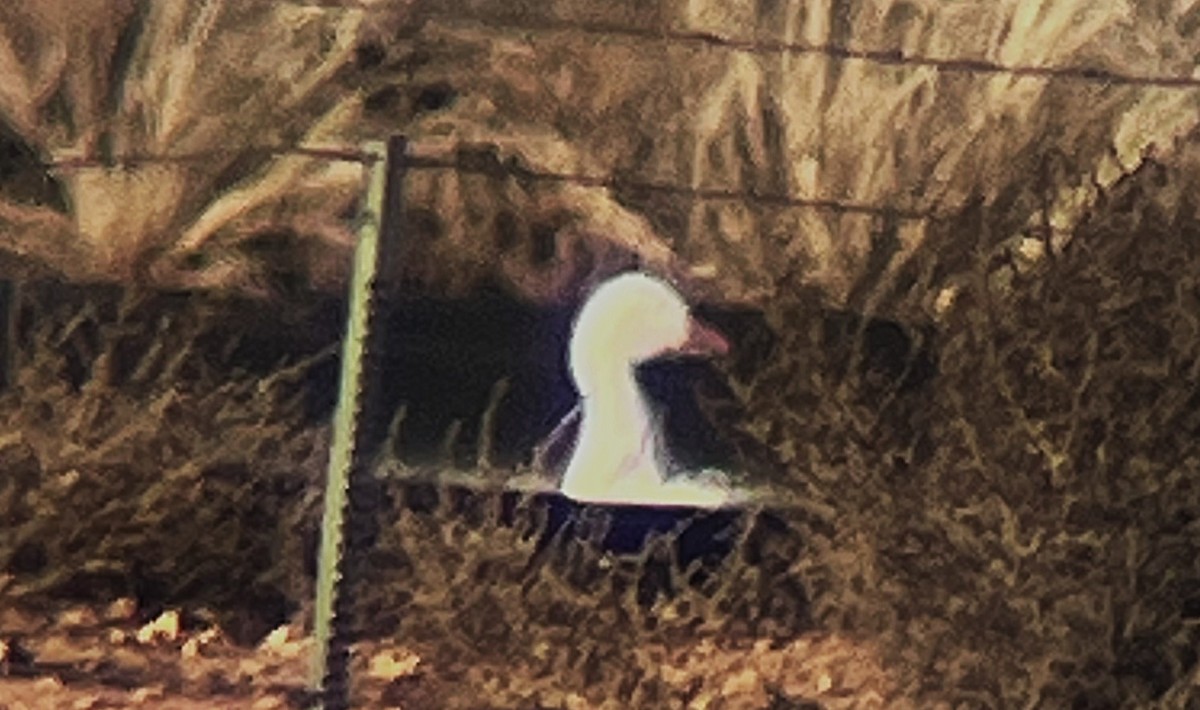 Snow Goose - ML646722512