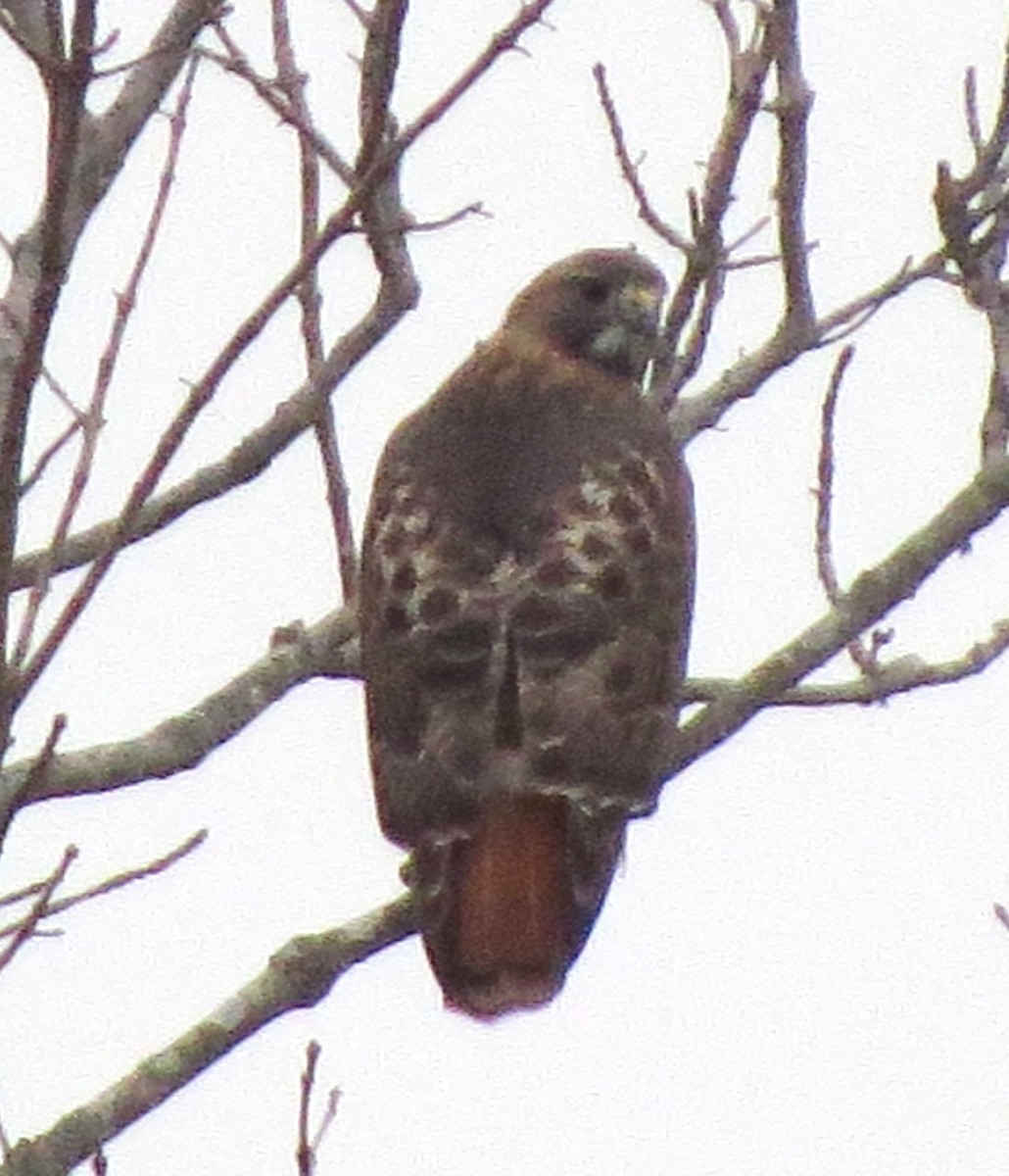 Red-tailed Hawk - ML646722513