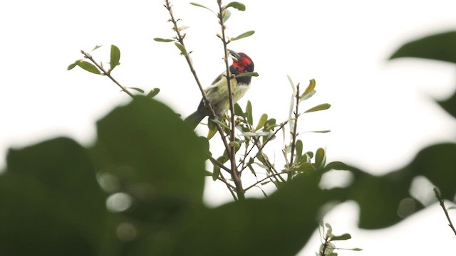 Black-collared Barbet - ML646722514