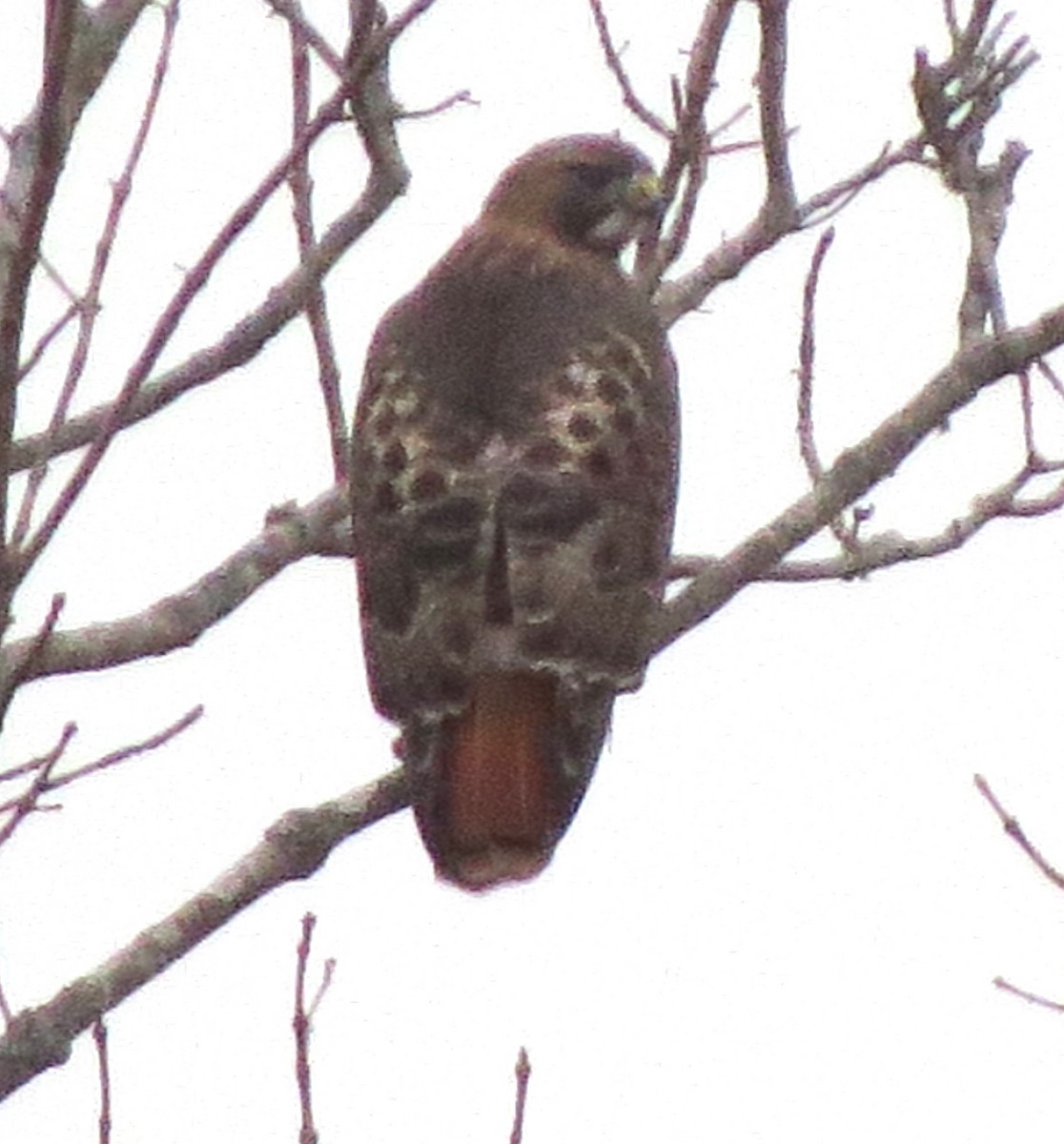 Red-tailed Hawk - ML646722515