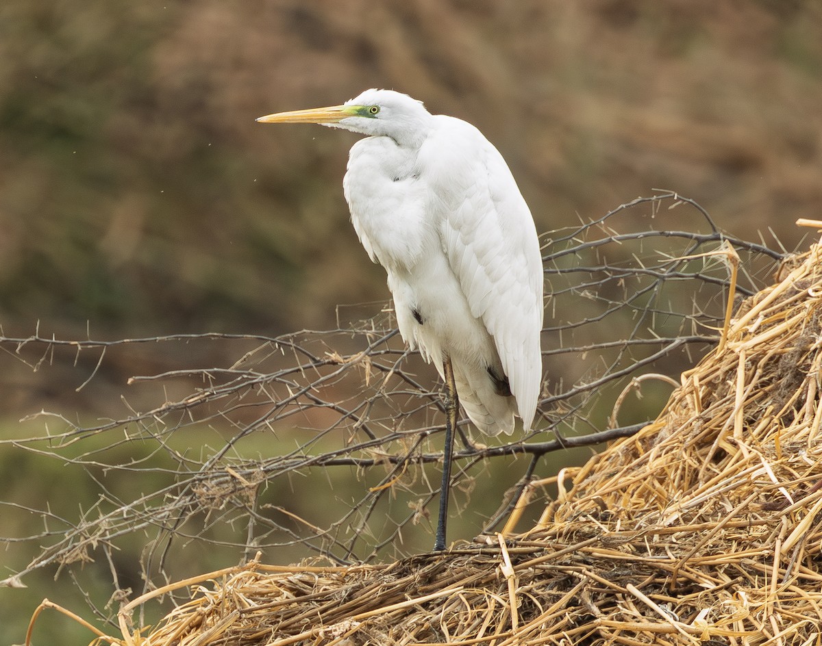 Great Egret - ML646722516
