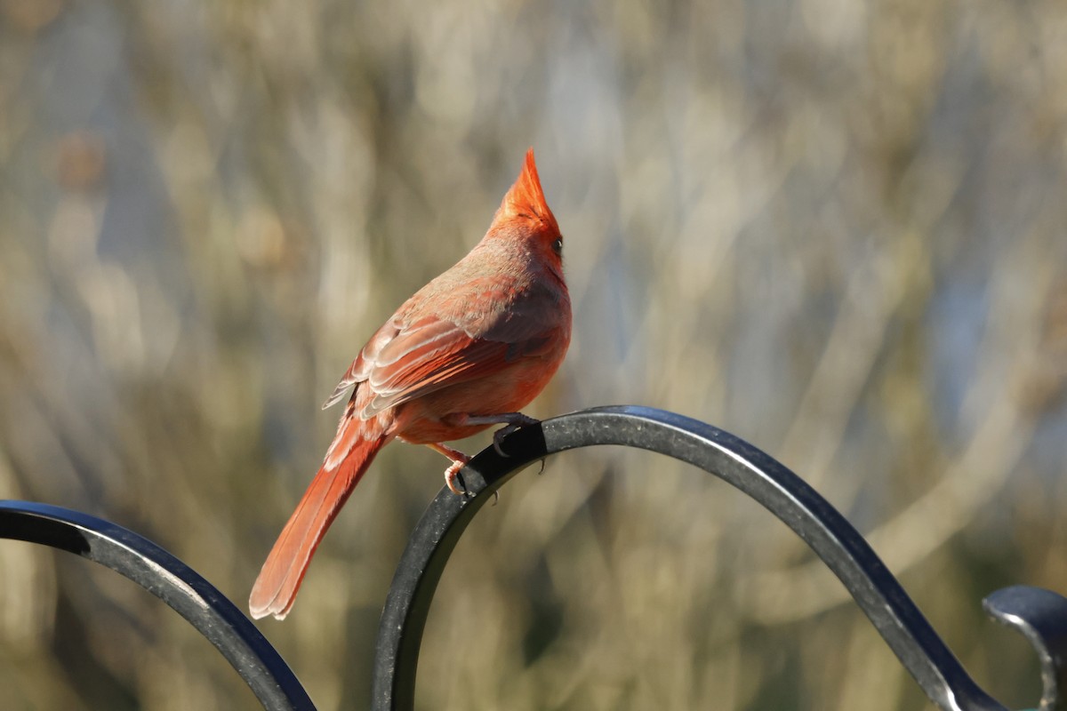 Rotkardinal - ML646722517