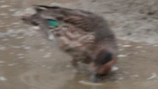 Green-winged Teal - ML646722518