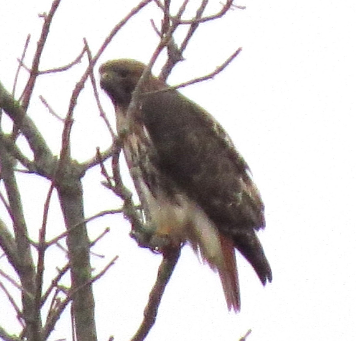 Red-tailed Hawk - ML646722519