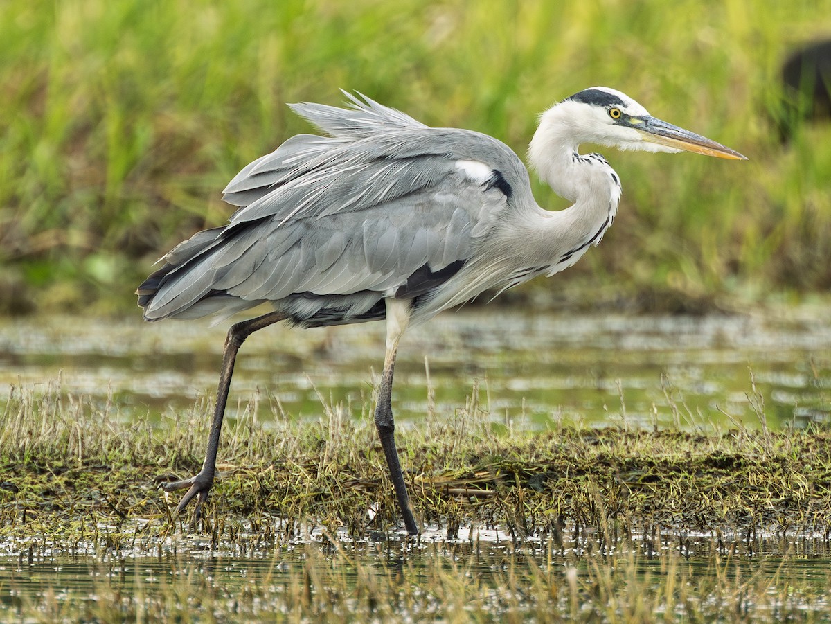 Gray Heron - ML646722520
