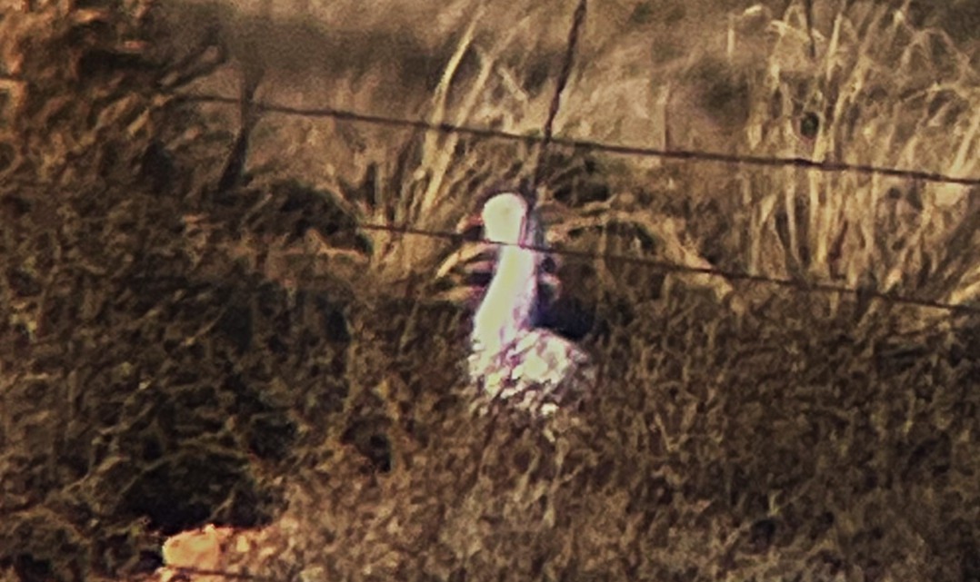 Snow Goose - ML646722523