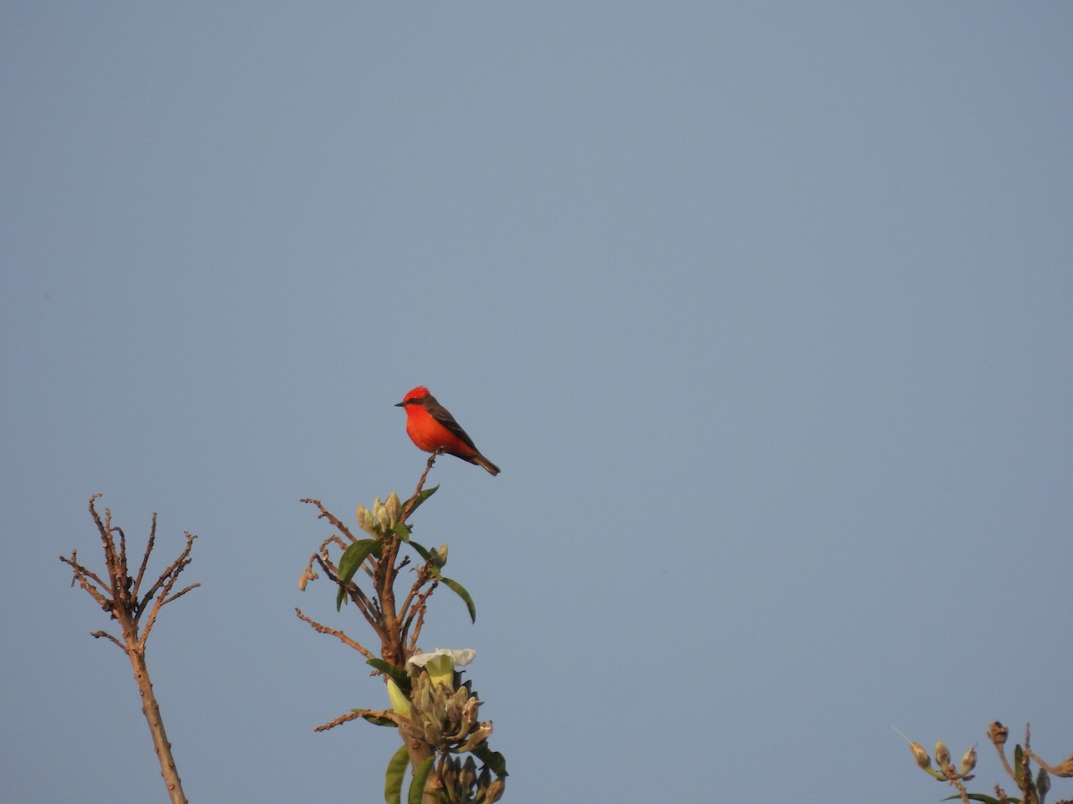 Красный мухолов - ML646722524