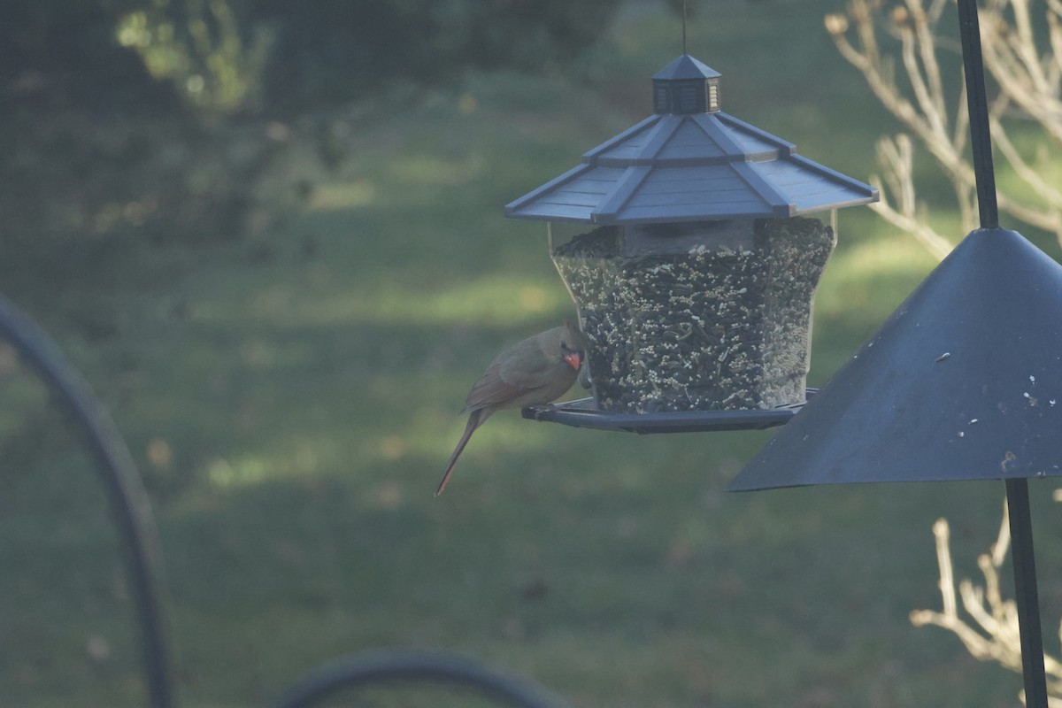 Rotkardinal - ML646722525