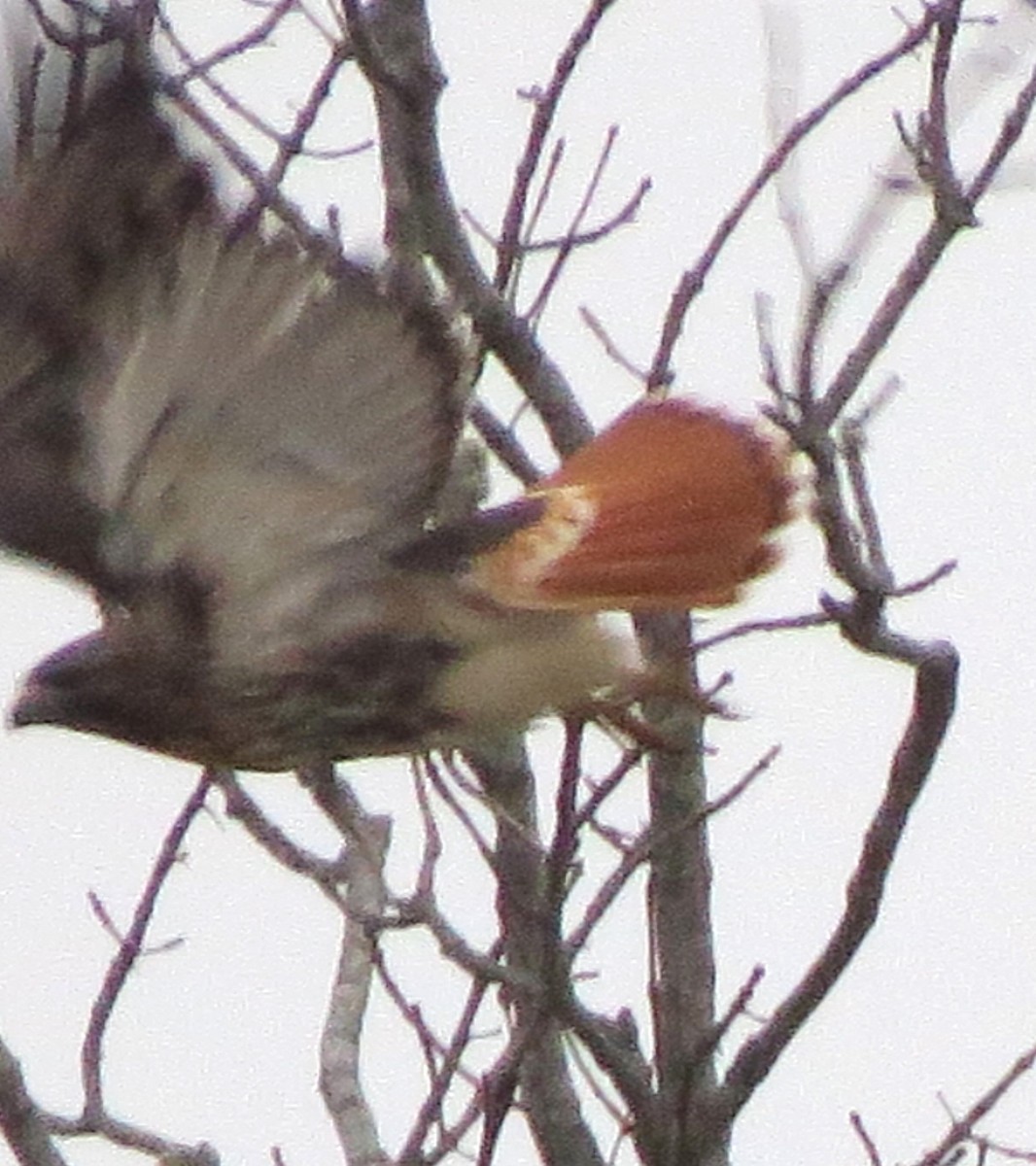 Red-tailed Hawk - ML646722526