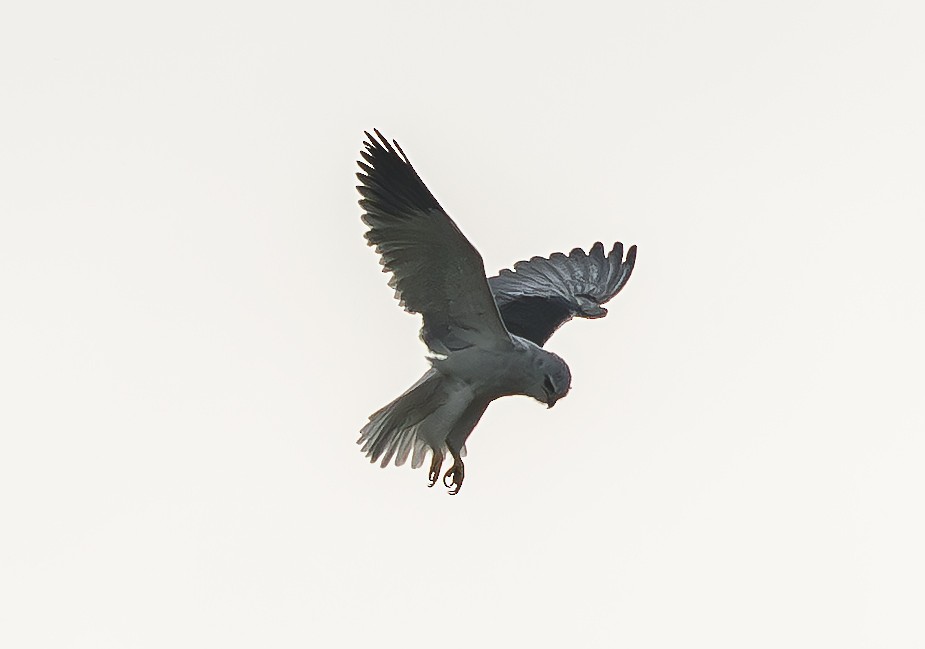 Black-winged Kite - ML646722527