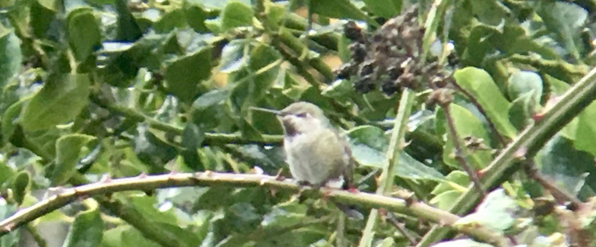 Anna's Hummingbird - ML646722528