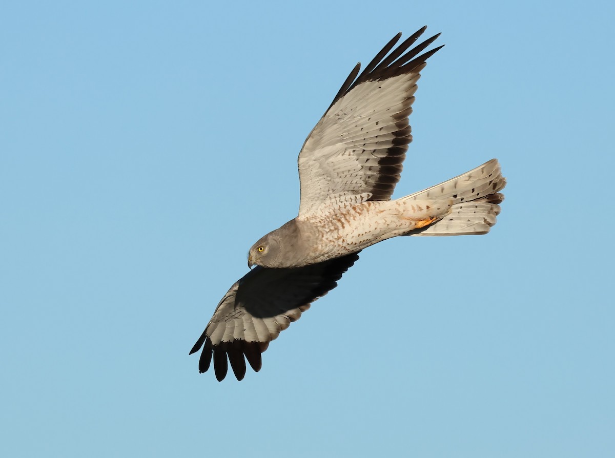 Northern Harrier - ML646722531