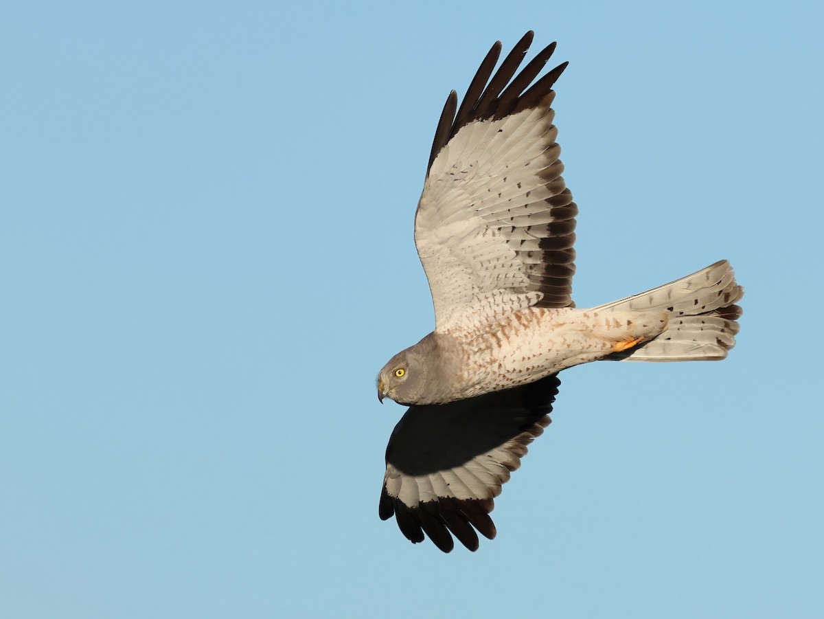 Northern Harrier - ML646722532
