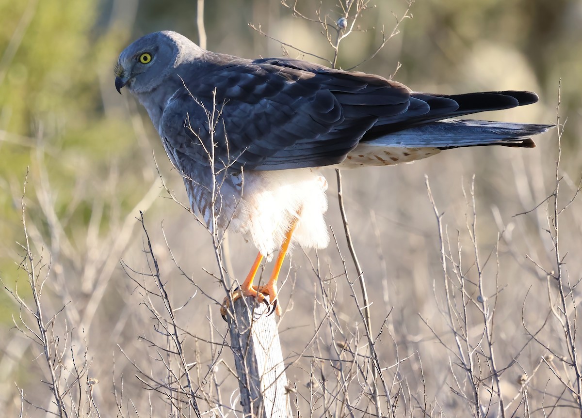 Northern Harrier - ML646722533