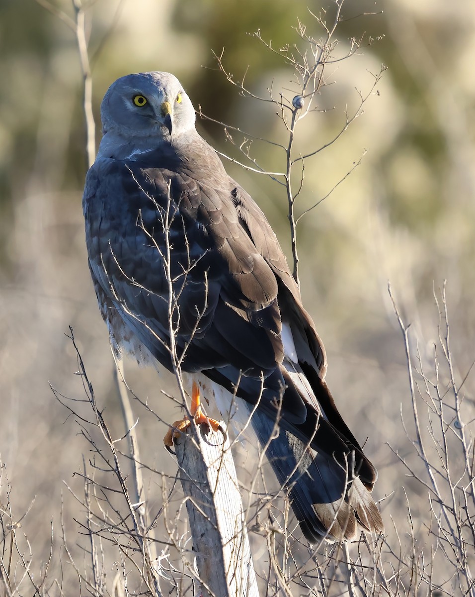Northern Harrier - ML646722534