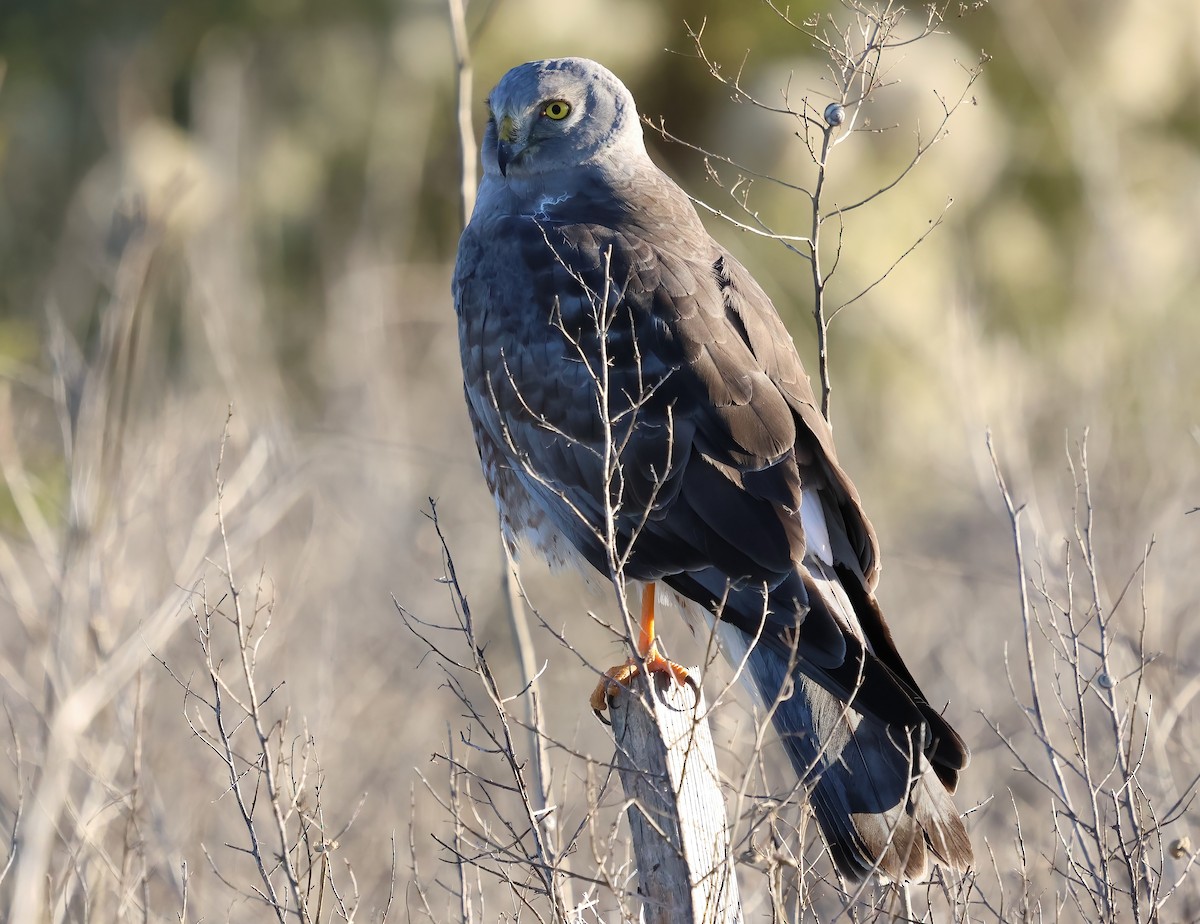 Northern Harrier - ML646722535