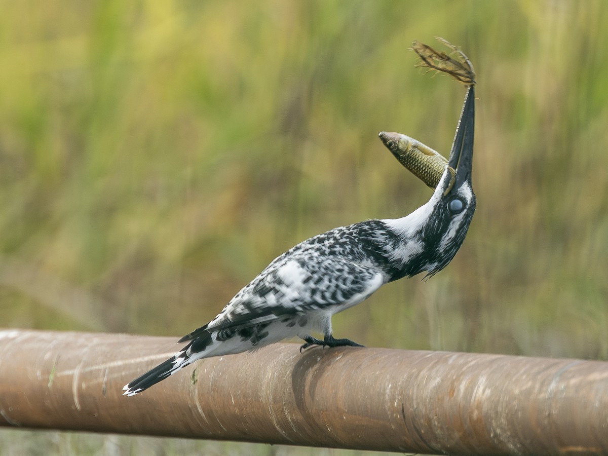 Pied Kingfisher - ML646722536