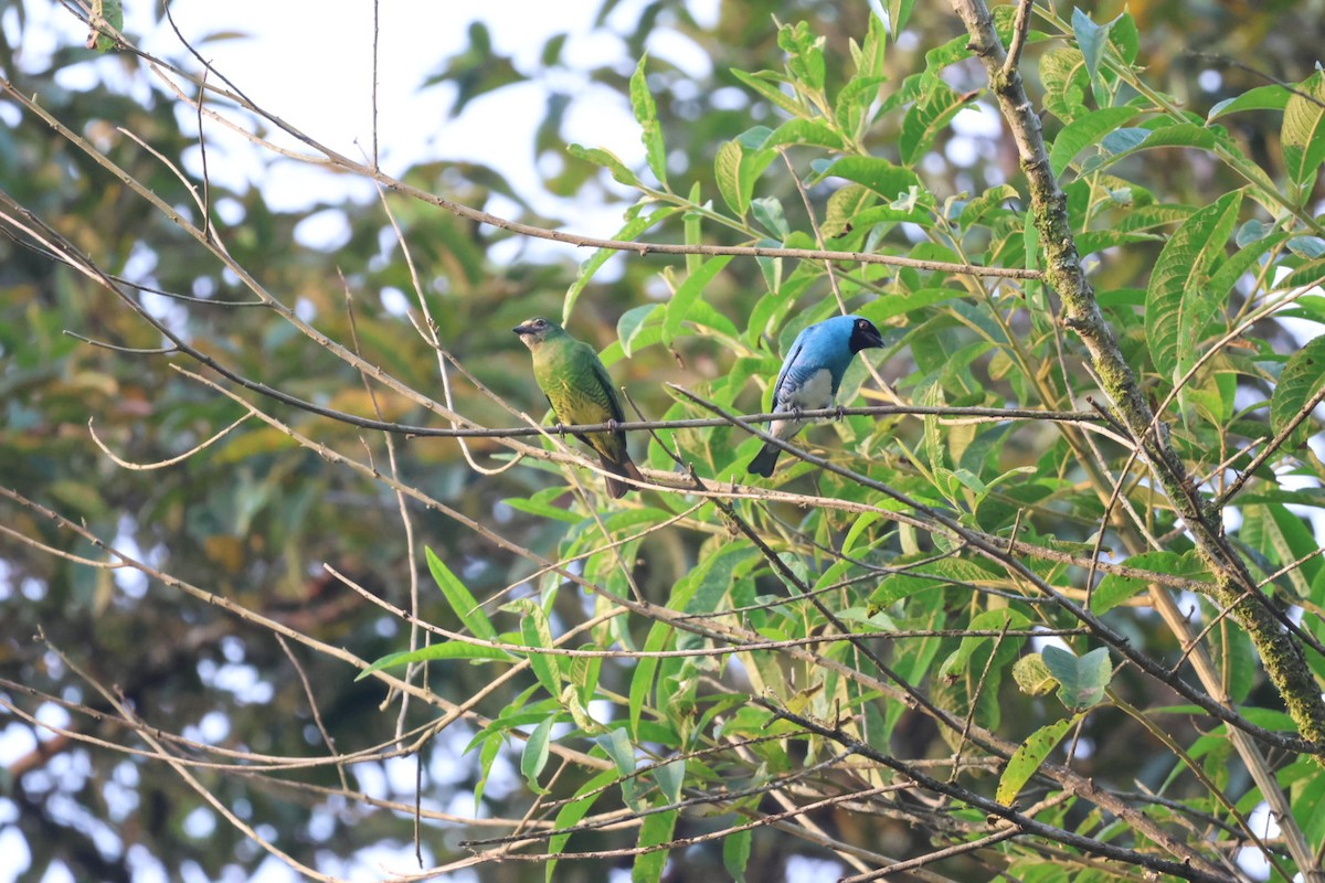 Swallow Tanager - ML646722541