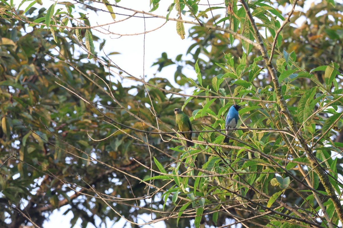 Swallow Tanager - ML646722542