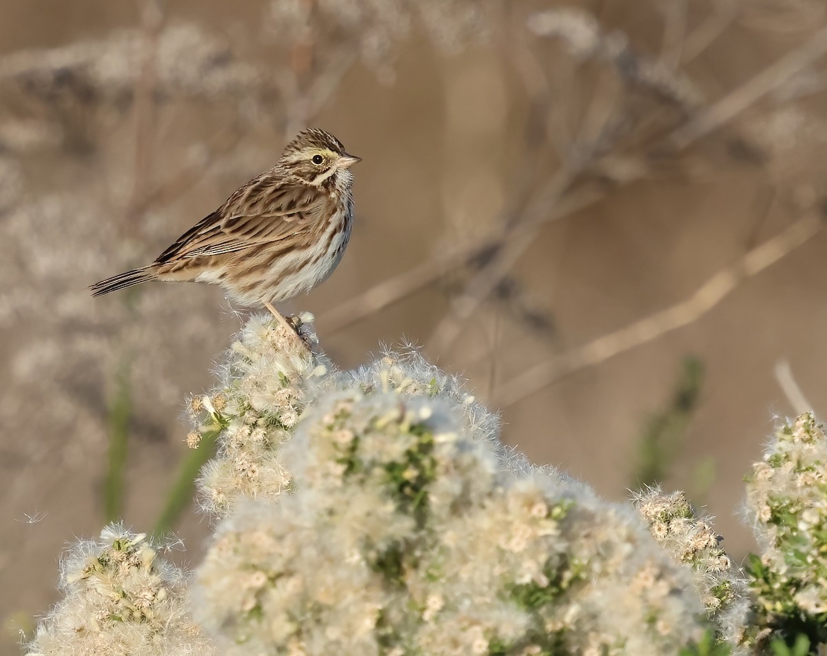 Savannah Serçesi - ML646722543