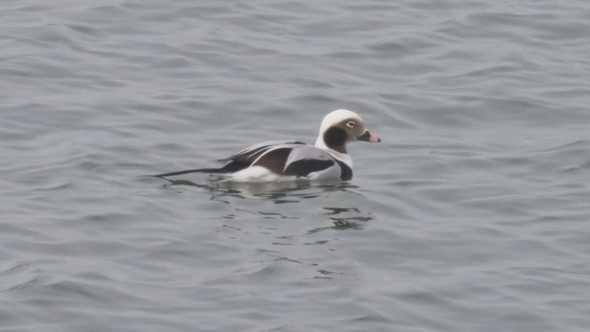 Long-tailed Duck - ML646722544