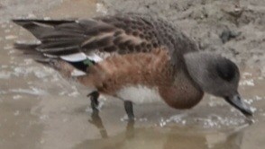 American Wigeon - ML646722545