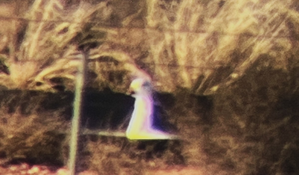 Snow Goose - ML646722546