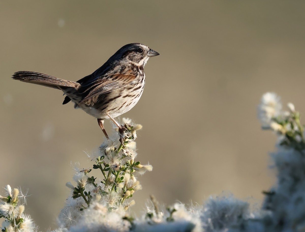 Song Sparrow - ML646722548